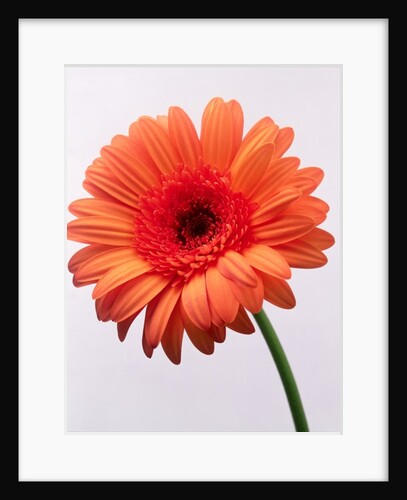 Orange flower, 1999 by Norman Hollands