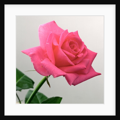 Pink Rose, 2005 by Norman Hollands