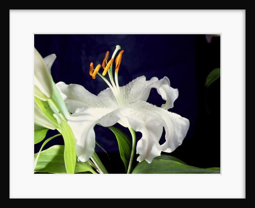 White lily, 1999 by Norman Hollands