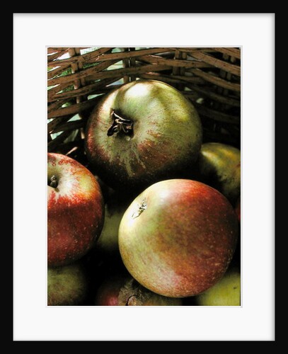 Cox's apples in basket, 1994 by Norman Hollands