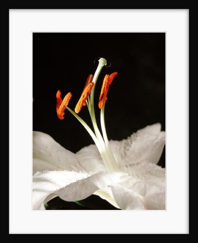 Lily Stamens, 2001 by Norman Hollands