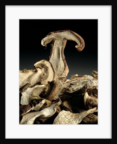 Porcini Mushrooms 'Golgotha', 1994 by Norman Hollands