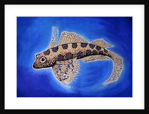 Dragonet Fish, 1999 by Nat Morley
