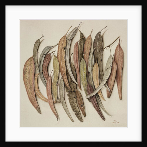Eucalyptus Leaves, 2004 by Jenny Barron