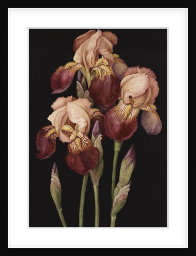 Irises, 2004 by Jenny Barron