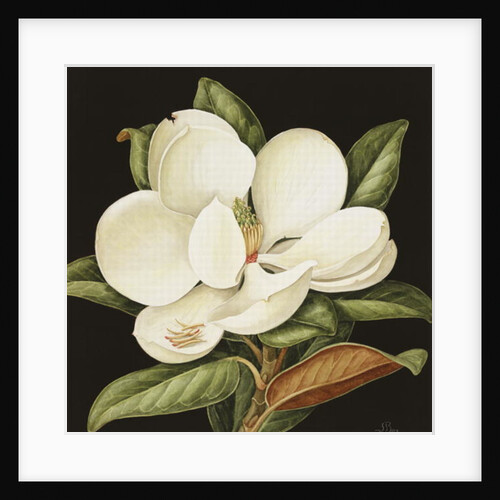 Magnolia Grandiflora, 2003 by Jenny Barron