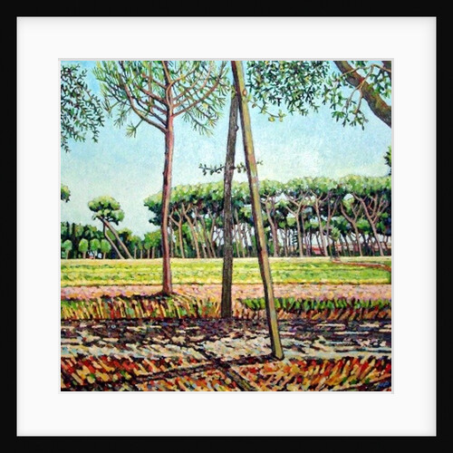 The Young Pine, 2009 by Noel Paine