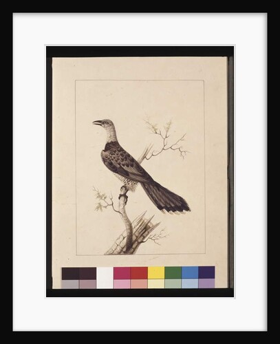 Page 1. Anomalous Hornbill: Signed l.c. Sarah Smith. Now known as a Channel-billed Cuckoo, c.1789-90 by Sarah Stone