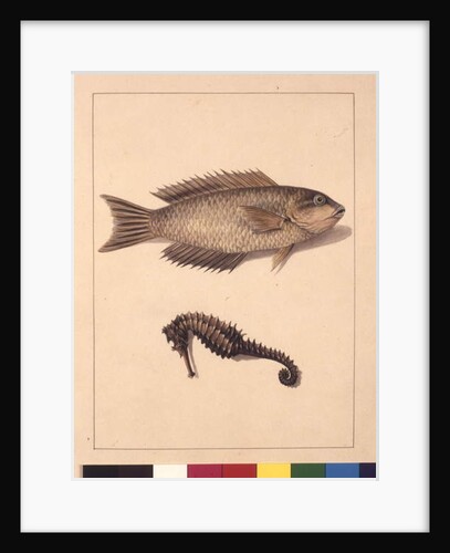 Page 2. Cyprinaceous Labrus and Hippocampus. Now known as Wrasse or Parrot, fish and Sea horse, c.1789-90 by Sarah Stone