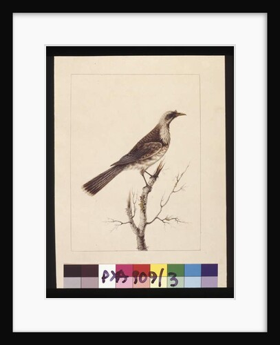 Page 3. Knob, Fronted Bee Eater: Signed l.c. Sarah Smith. Now known as a Friar bird, c.1789-90 by Sarah Stone