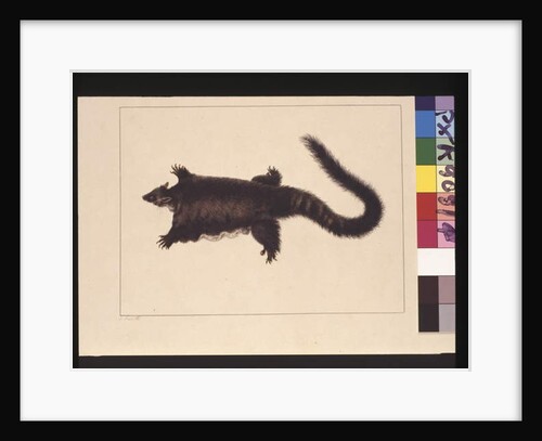 Page 4. Hepoona Roo: Signed l.l. outside frame line S. Smith. Now known as a Greater glider possum, c.1789-90 by Sarah Stone