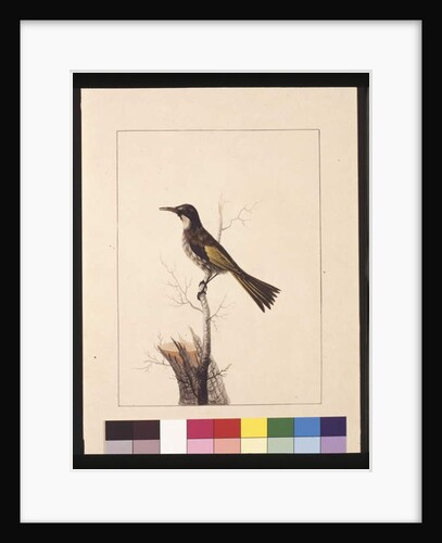 Page 5. New Holland Creeper. Now known as a White-cheeked honey eater, c.1789-90 by Sarah Stone