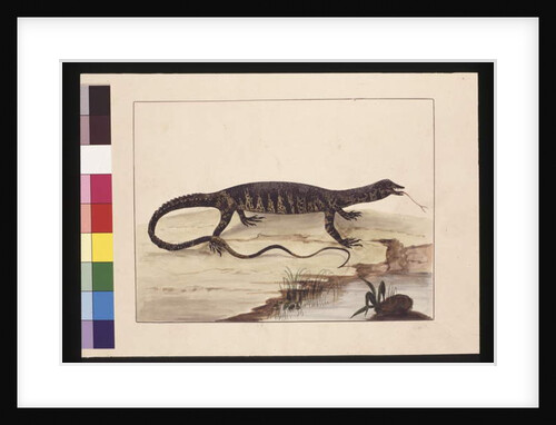 Page 6. Variegated Lizard. Now known as a Goanna, c.1789-90 by Sarah Stone