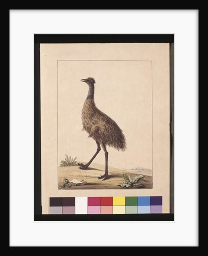 Page 7. New Holland Cassowary. Now known as an Emu, c.1789-90 by Sarah Stone