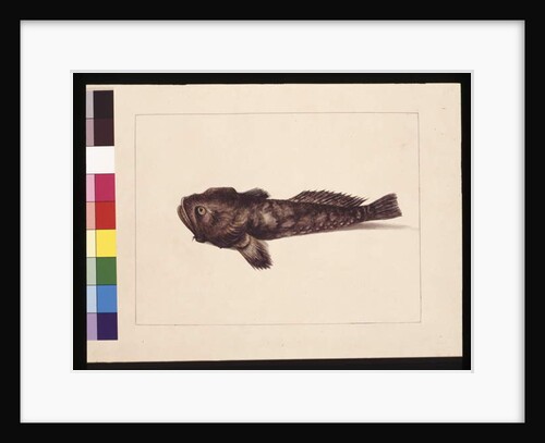 Page 8. Doubtful Lophius. Now known as a Frog Fish, c.1789-90 by Sarah Stone