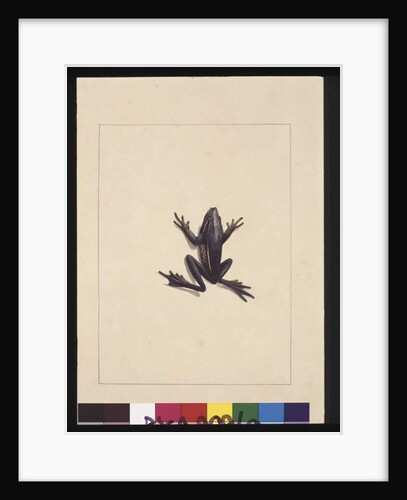 Page 9. Blue Frog. Now known as a Green Tree frog, c.1789-90 by Sarah Stone