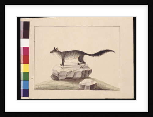 Page 10. Tapoa Tafa. Now known as a Brush-tailed Phascogale, c.1789-90 by Sarah Stone