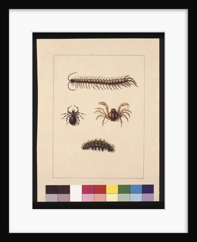 Page 11. Insects of New South Wales. Now known as Common centipede, Spider genus Isopeda, Soldier Crab, Caterpillar, c.1789-90 by Sarah Stone