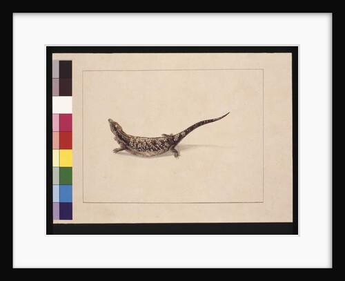 Page 12. The Scincoid, or Skinc-Formed Lizard. Now known as a Blue-tongude lizard, c.1789-90 by Sarah Stone