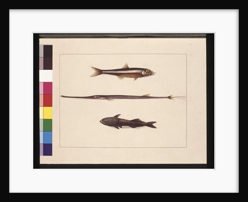 Page 13. Atherine, Tabacco, Pipe Fish, Remora Fish. Now known as Anchovy, Flute Mouth and Sucking fish, c.1789-90 by Sarah Stone