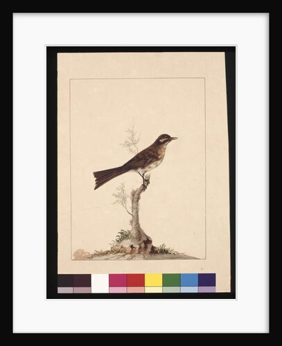 Page 14. Yellowed-eared Flycatcher. Now known as a Yellow-faced Honeyeater, c.1789-90 by Sarah Stone