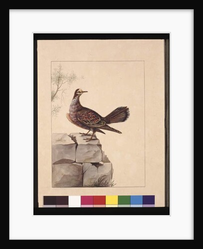 Page 15. Golden Winged Pidgeon. Now known as a Forest Bronzewing Pigeon, c.1789-90 by Sarah Stone