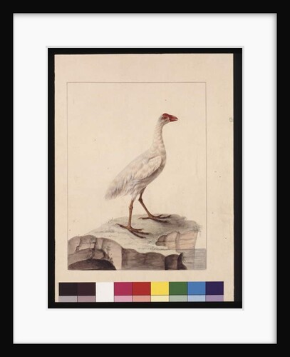 Page 16. White Fulica. Now known as a White Gallinule, c.1789-90 by Sarah Stone