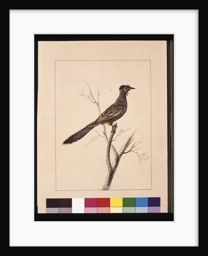 Page 17. Wattled Bee Eater. Now known as a Red Wattle, bird, c.1789-90 by Sarah Stone