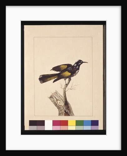 Page 19. New Holland Creeper. Now known as a New Holland honeyeater, c.1789-90 by Sarah Stone