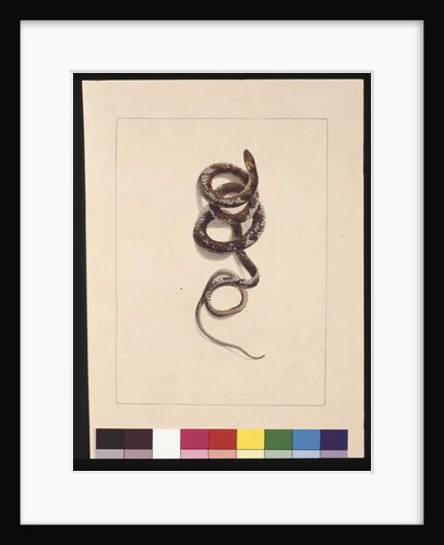 Page 20. Snake No.1. Now known as a Brown Snake, c.1789-90 by Sarah Stone