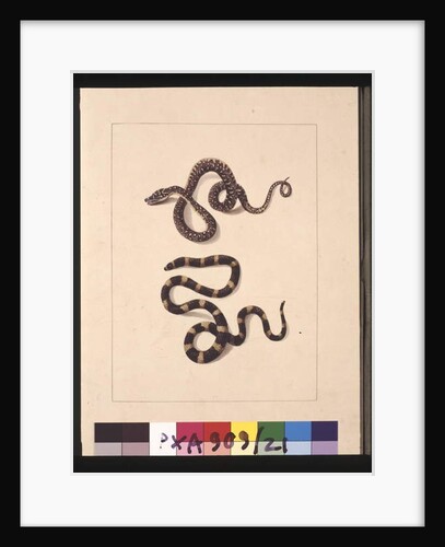 Page 21. Snakes No. 1 & No.2. Now known as a Young diamond snake & a Bandy bandy, c.1789-90 by Sarah Stone