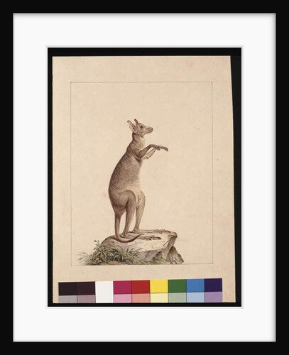 Page 22. A Kangaroo. Now known as a Kangaroo. Possibly by Charles Catton Junr, c.1789-90 by Sarah Stone