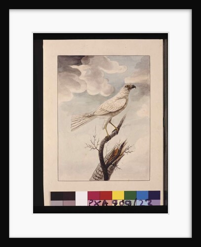 Page 23. White Hawke. Now known as a Grey Goshawk, c.1789-90 by Sarah Stone