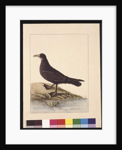 Page 24. Fuliginous Peteril. Now known as a White-chinned Petrel, c.1789-90 by Sarah Stone