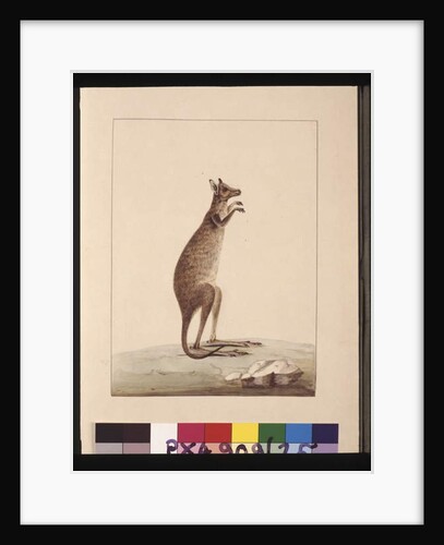Page 25. A Kangaroo. Now known as a Kangaroo. Appears to be a Sarah Stone copy of a Charles Catton Junr. plate, c.1789-90 by Sarah Stone