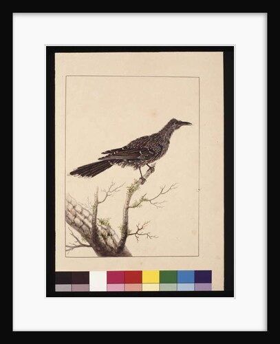 Page 26. Wattled Bee Eater female. Now known as a Little Wattle bird, c.1789-90 by Sarah Stone