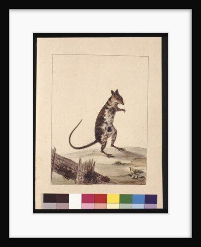Page 27. Poto Roo or Kangaroo Rat. Now known as a Rufous Rat, kangaroo, c.1789-90 by Sarah Stone