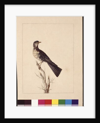 Page 29. Port Jackson Thrush. Now known as a Grey thrush spotted quail thrush?, c.1789-90 by Sarah Stone