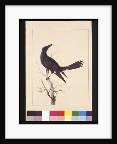 Page 30. White, Vented Crow. Now known as a Pied Currawong, c.1789-90 by Sarah Stone