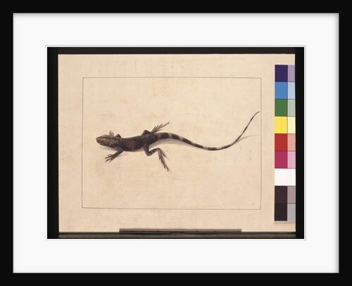 Page 31. Muricated Lizard. Now known as a Tree Dragon, c.1789-90 by Sarah Stone