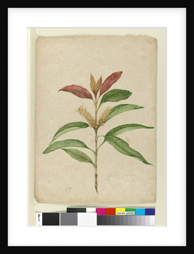 Xylomelum pyriforme, c.1803-06 by John William Lewin