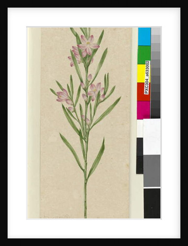 Unidentified plant, c.1803-06 by John William Lewin