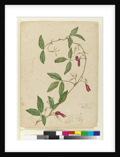 Kennedia rubicunda, c.1803-06 by John William Lewin