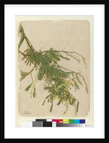 Acacia, 1805 by John William Lewin