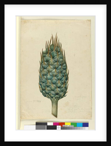 Macrozamia, c.1803-06 by John William Lewin