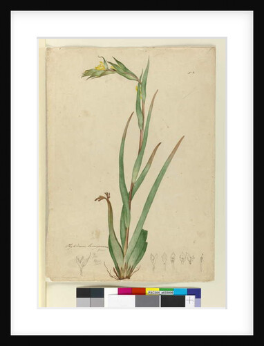 l. Phylidrum lanuginosum, c.1803-06 by John William Lewin