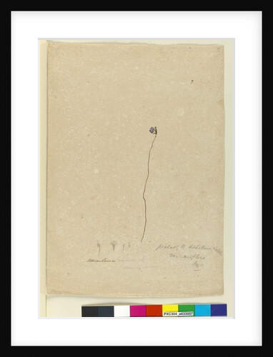 Page 2. Utricularia dichotoma, c.1803-06 by John William Lewin