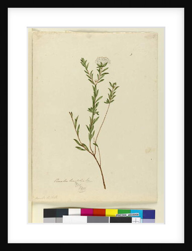 Page 3. Pimelea linifolia, c.1803-06 by John William Lewin