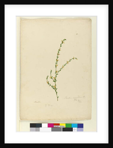 Page 4. Pimelea curviflora, c.1803-06 by John William Lewin