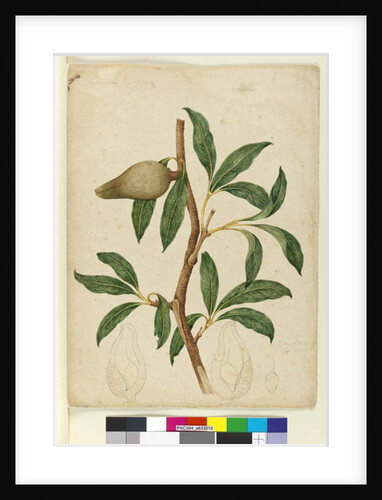 Page 5. Xylomelum pyriforme, c.1803-06 by John William Lewin